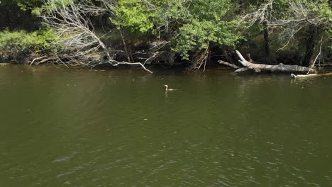 Luftaufnahme-Einer-Ente,-Die-Vom-Fluss-Im-Fluss-Ropotamo,-Bulgarien,-Abhebt