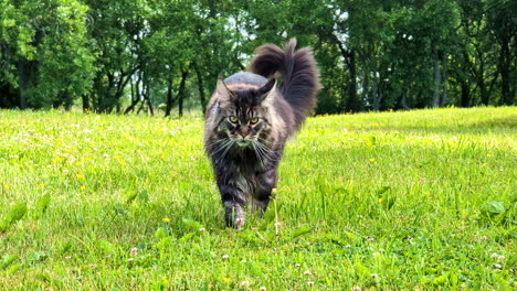 long-haired mainecoon cat walking on the grassy spring field in jelgava, latvia. close-up shot