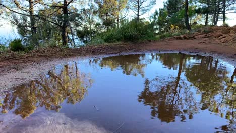 beautiful reflection on water of a forest on a mountain in marbella malaga spain, nature with green trees and blue sky, sunny day, 4k shot