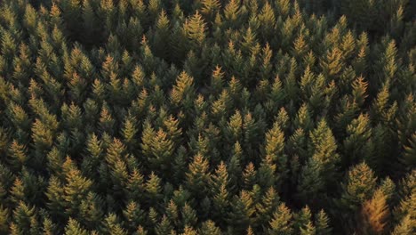 slow aerial view over a large dark pine forest