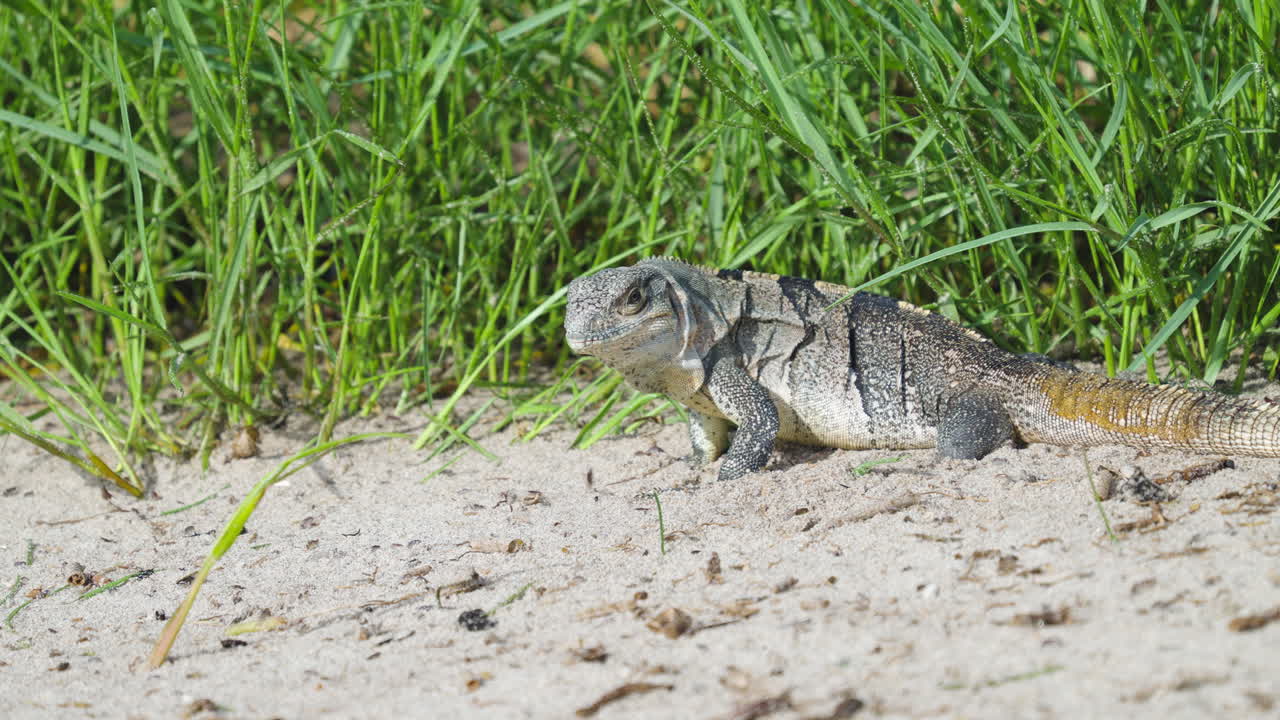 Iguana che si nutre e mangia pulci di sabbia sulla spiaggia 10