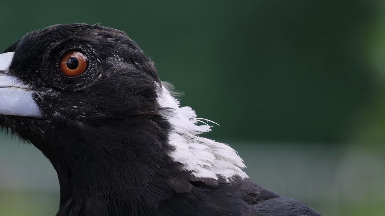 Detailed view of a magpie's head, showcasing its striking eyes and distinctive plumage.