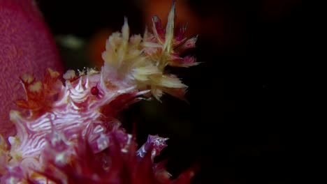 candy crab feeding close up at night