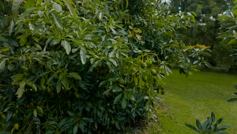 drone approaching an avocado trees with many fruits in organic and sustainable farms
