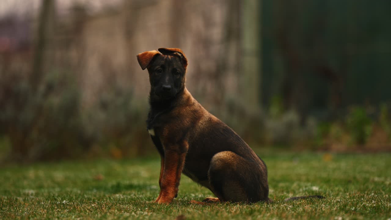 retrato de un lindo cachorro malinois belga de pura raza, sentado y mirando alrededor, con orejas desordenadas