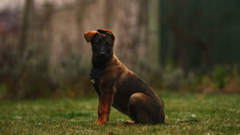 Portrait-of-a-cute-purebred-Belgian-Malinois-puppy,-sitting-down-and-looking-around,-with-messy-ears