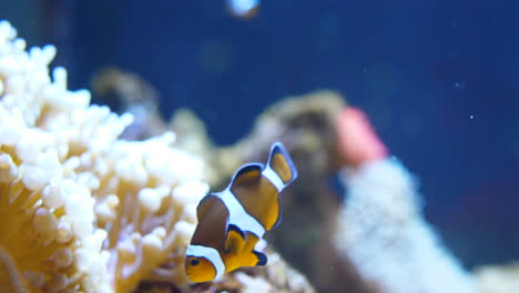 clownfish or anemonefish swimming next to an anemone and corals.