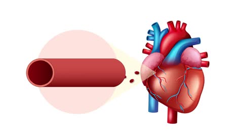 illustration of heart and blood vessel interaction highlighting hypertension effects with dynamic transitions and vibrant colors