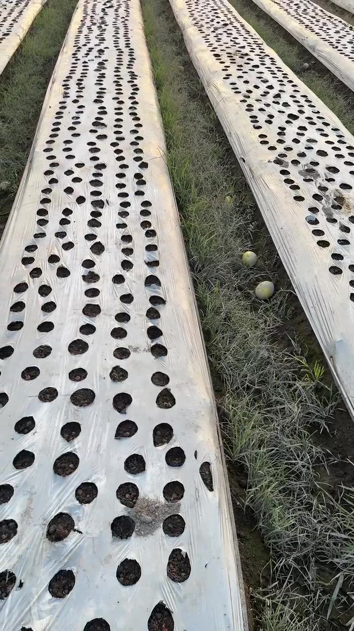 Rows of Agricultural Plastic Mulch in a Field