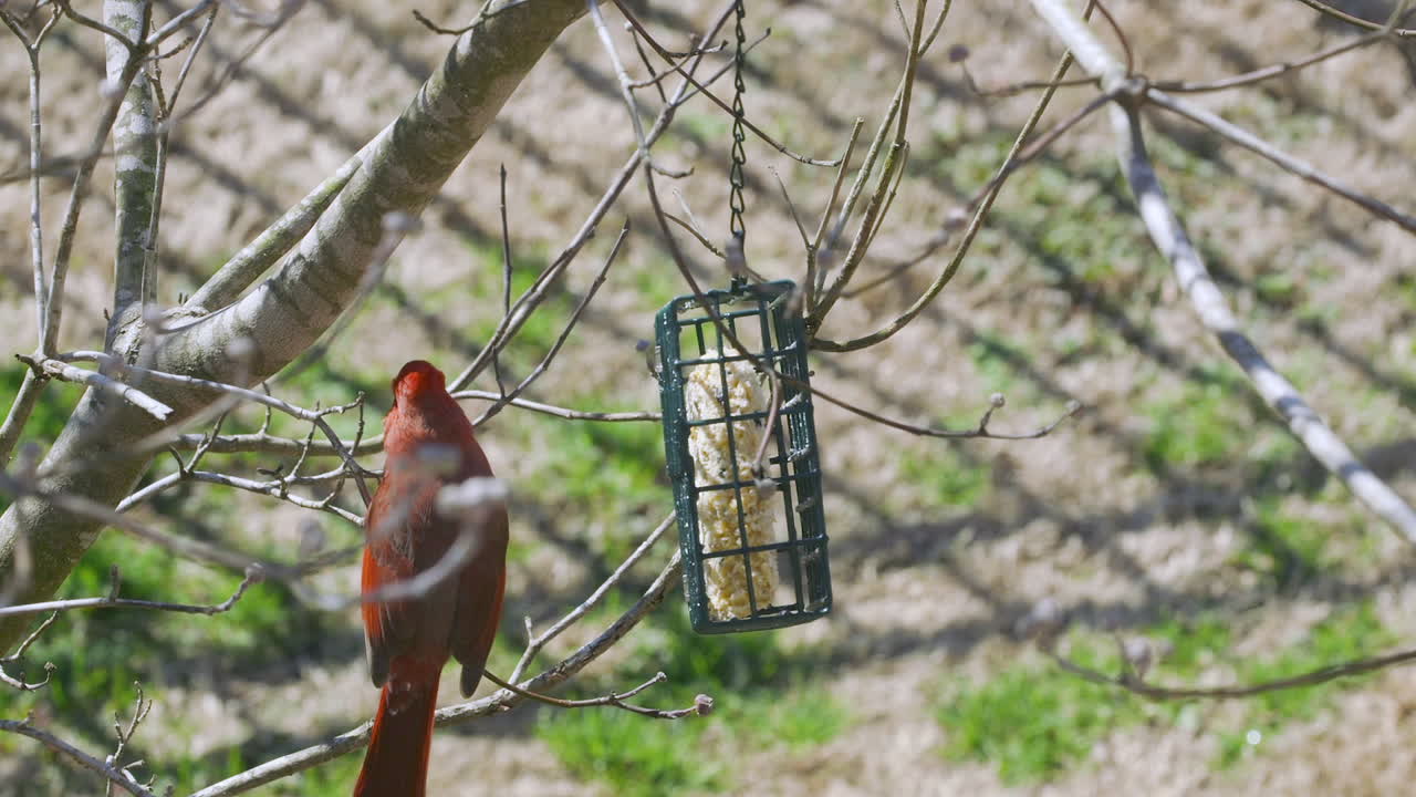 Male Northern Cardinal checking out a suet bird-feeder during later-winter in South Carolina. Slow motion. Clip C