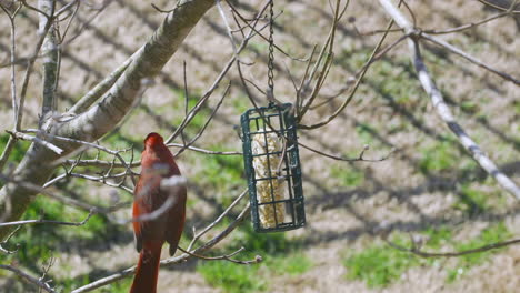 male northern cardinal checking out a suet bird-feeder during later-winter in south carolina. slow motion. clip c