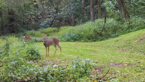 Two-Whitetail-deer-walking-along-groomed-trail-thru-the-woods-in-early-autumn-in-the-Midwest-USA