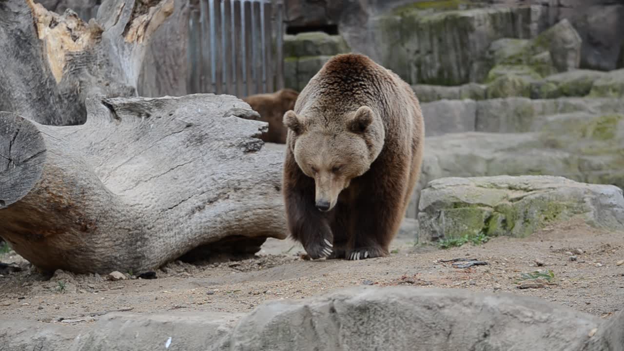 Zoo di Madrid, Spagna