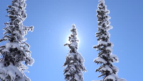 4k footage of snow-covered trees in winter sunshine