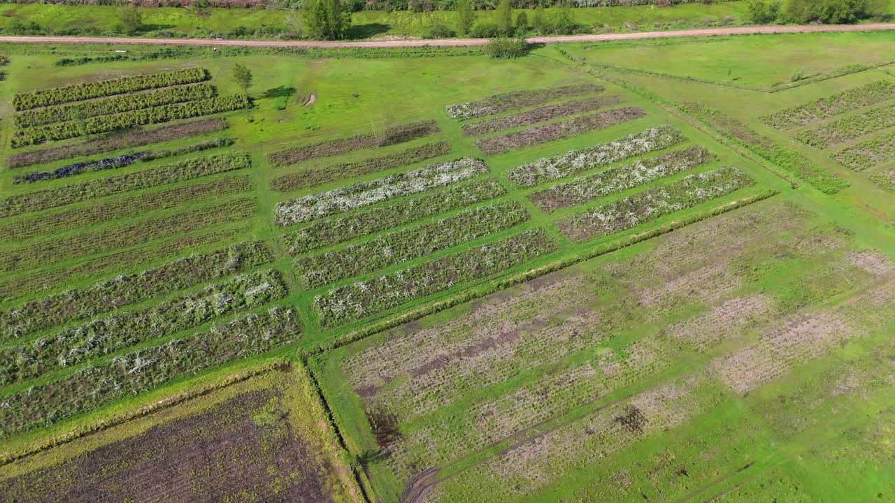 Perspective aerial view of a cultivated agricultural plantation with neatly aligned green crop row.