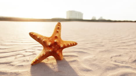 starfish on a sandy beach at sunset
