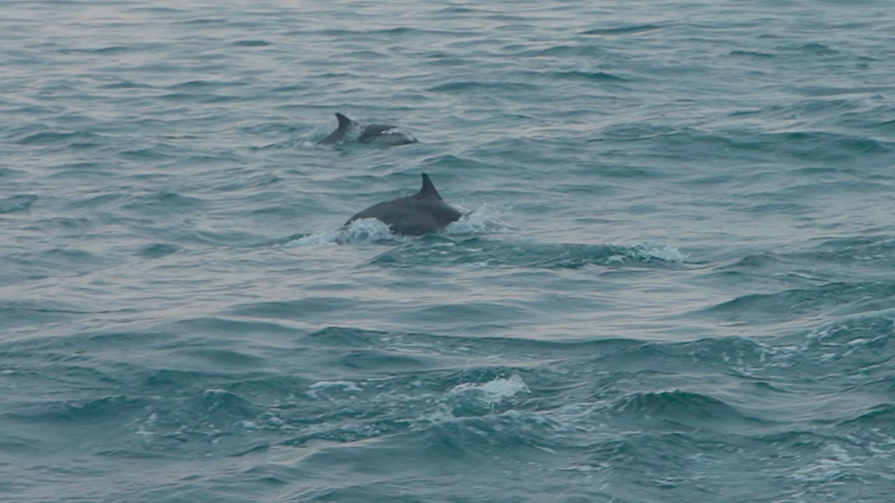 Dolphin swimming in ocean, Delfin comun in Los Organos Peru, slow motion peaceful