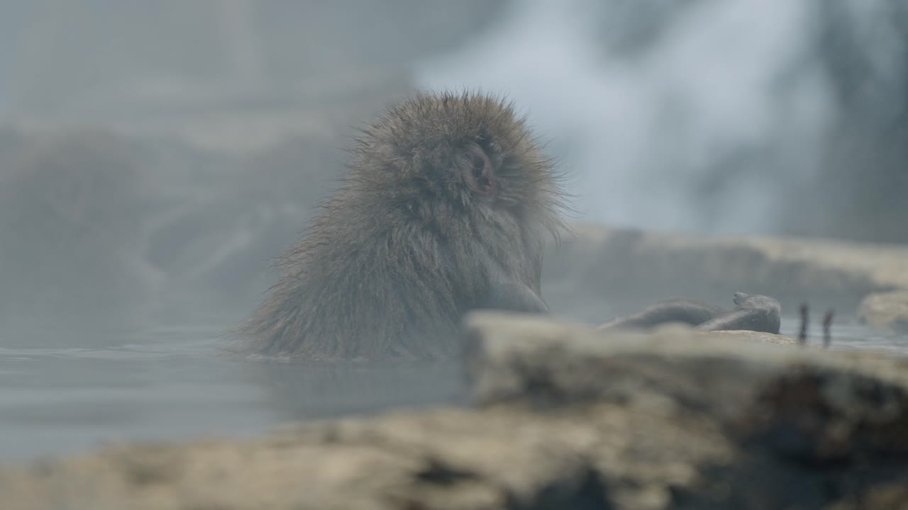 observe a un mono de nieve relajándose en las aguas humeantes del famoso jigokudani onsen, rodeado de otros monos.