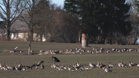 Thousands-of-geese-flying-above-field-and-eating-cereal