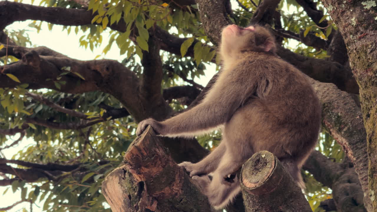 A Japanese macaque perches on a cut branch, calmly observing the forest surroundings with a relaxed posture