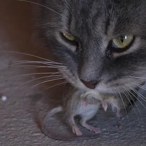 cat has the mouse in mouth