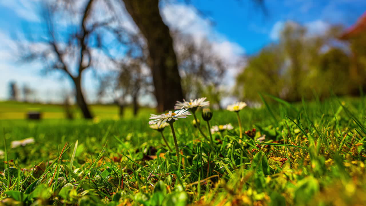 Small white flowers bloom with sunlight and gently close as it fades in this time-lapse.