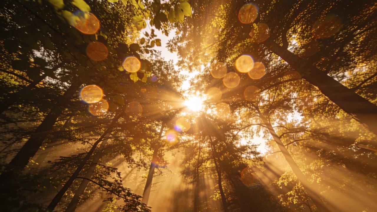 Streaming sunlight through misty forest canopy, sun shifting, creating beams and flare disks