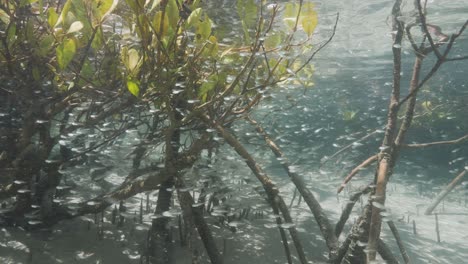 Peces-Pequeños-Que-Buscan-Protección-En-Un-Hábitat-De-Manglares-Submarinos-En-Un-Entorno-De-Agua-Prístina