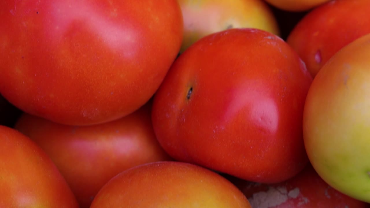 tomates orgánicos frescos de la granja de cerca desde un ángulo diferente