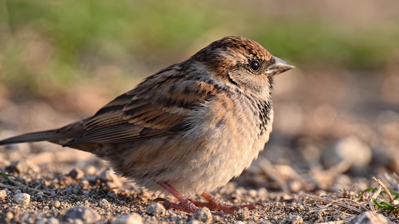 Intimt nærbillede af en lille brun fugl, der sidder på en grusoverflade, og fanger naturens skønhed i perfekt belysning under dagens gyldne time