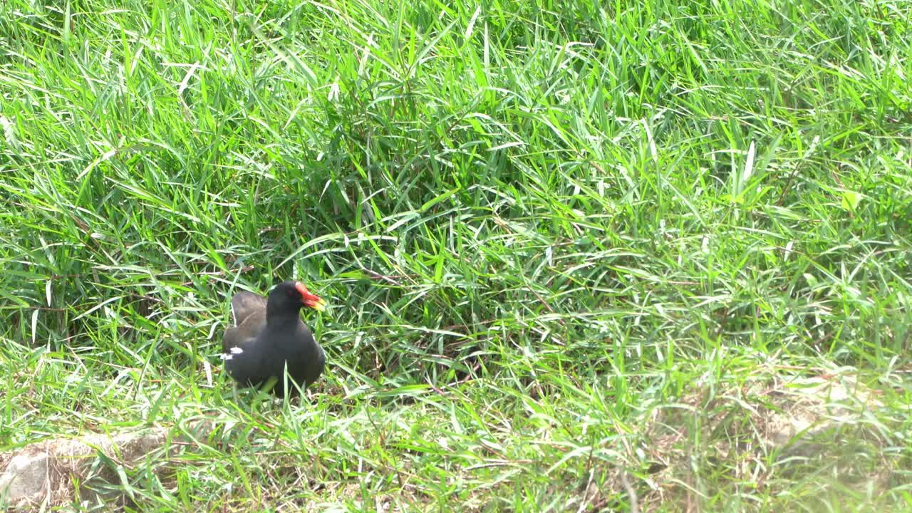 Eating grass on the water's edge