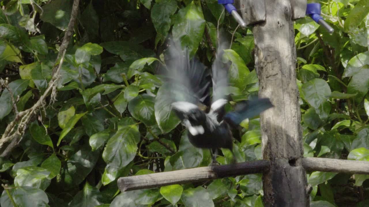 Ein Tui, der in Zeitlupe von einer Trinkstation abhebt