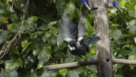 un tui despegando de un puesto de bebidas a cámara lenta