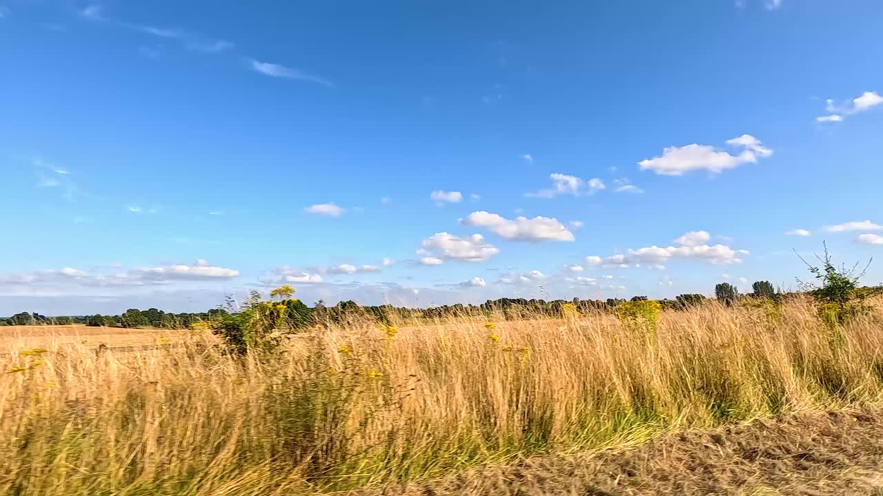 un campo sereno con árboles esparcidos