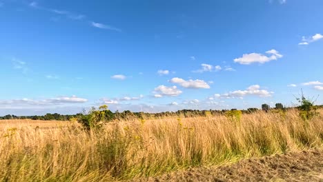 a serene field with scattered trees