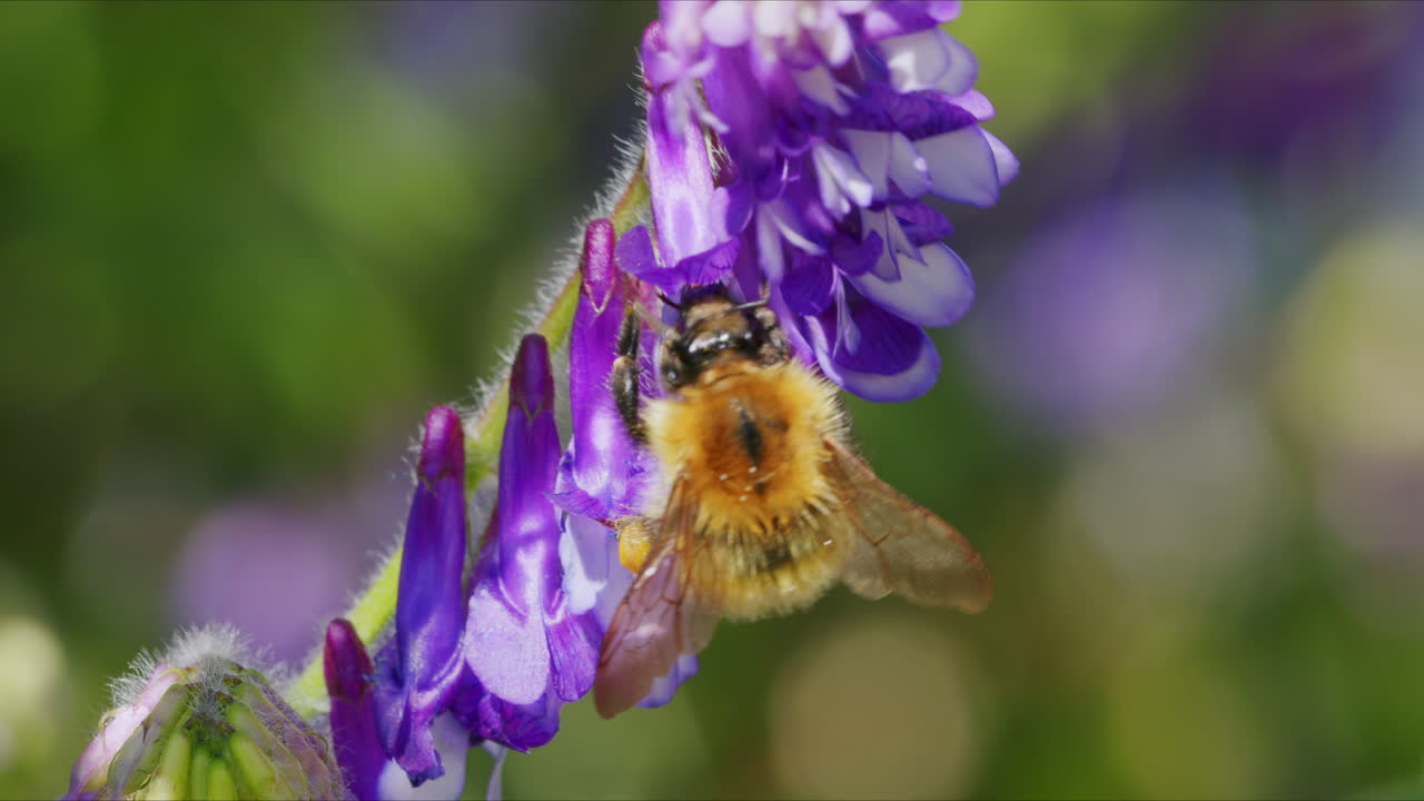 macro abeja en busca de néctar en el jardín silvestre