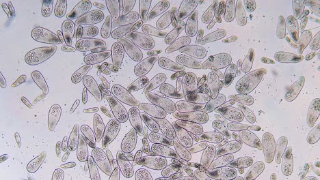 alta densidad de protozoos paramecium unicelulares bajo el microscopio