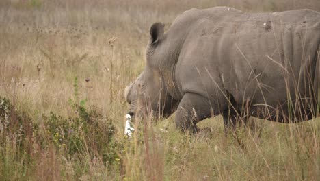 rhino with no horn walking and grazing in the grassland with white ergets walking alongside, long shot