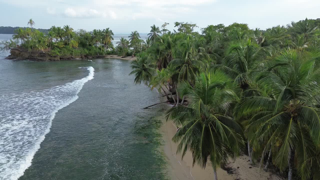 Bocas del Toro, Panama Aerial Drone Footage of Tropical Beach and Palm Tree