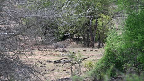 Zwei-Weibliche-Löwen-Verstecken-Sich-Vor-Der-Warmen-Sonne-In-Der-Nähe-Eines-Niedrig-Hängenden-Buschs-Im-Krüger-Nationalpark-In-Südafrika