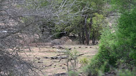 two female lions hide from the warm sun near a low-hanging bush in kruger national park in south africa