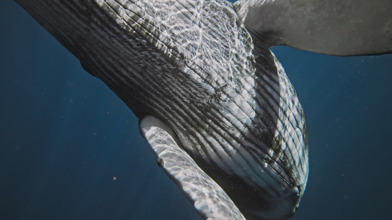 Humpback whale head breaching as pectoral fins frame white belly