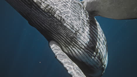 humpback whale head breaching as pectoral fins frame white belly