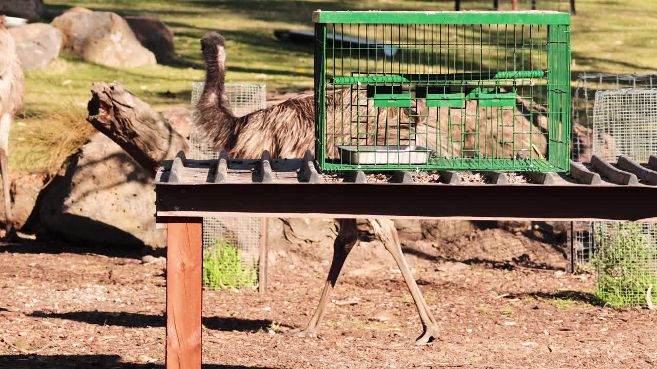 보호구역에 있는 에무스