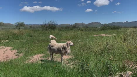 three sheep grazing quietly at noon