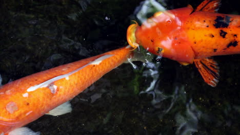 orange and white koi fish swimming in a pond