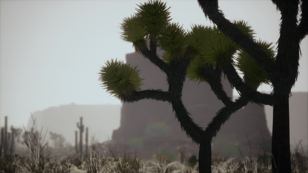 해가 지면 사막 하늘을 가로지르는  ⁇ 빛 광선