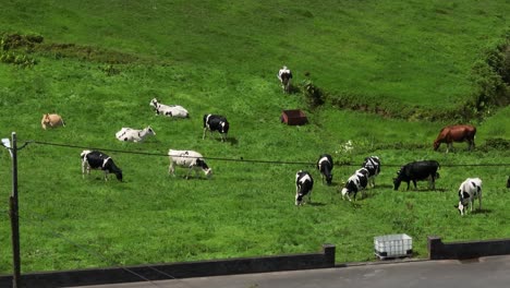 Tele-camera-angle-view-over-cattle-grazing-in-rural-green-pasture,-Sao-Miguel,-Azores