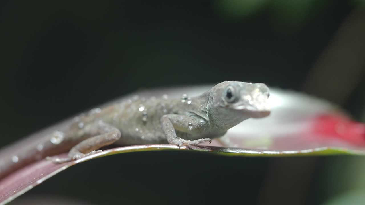 Anole Lizard on a Leaf