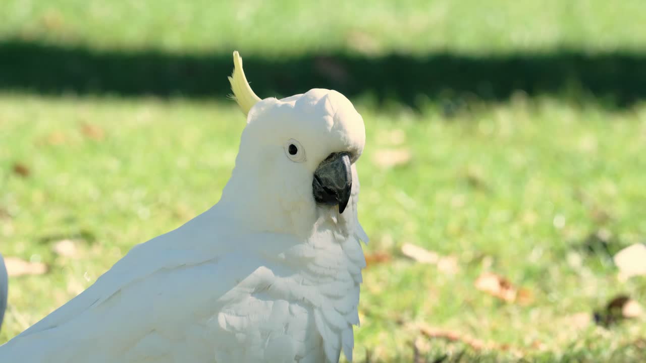 Large White Cockatoo In Nature Background During Sunrise. Close-up Shot